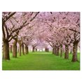 thumbnail image 2 of Magnifiques Fleurs de Cerisier Plénitude - Impression sur Toile Paysage, 2 of 3