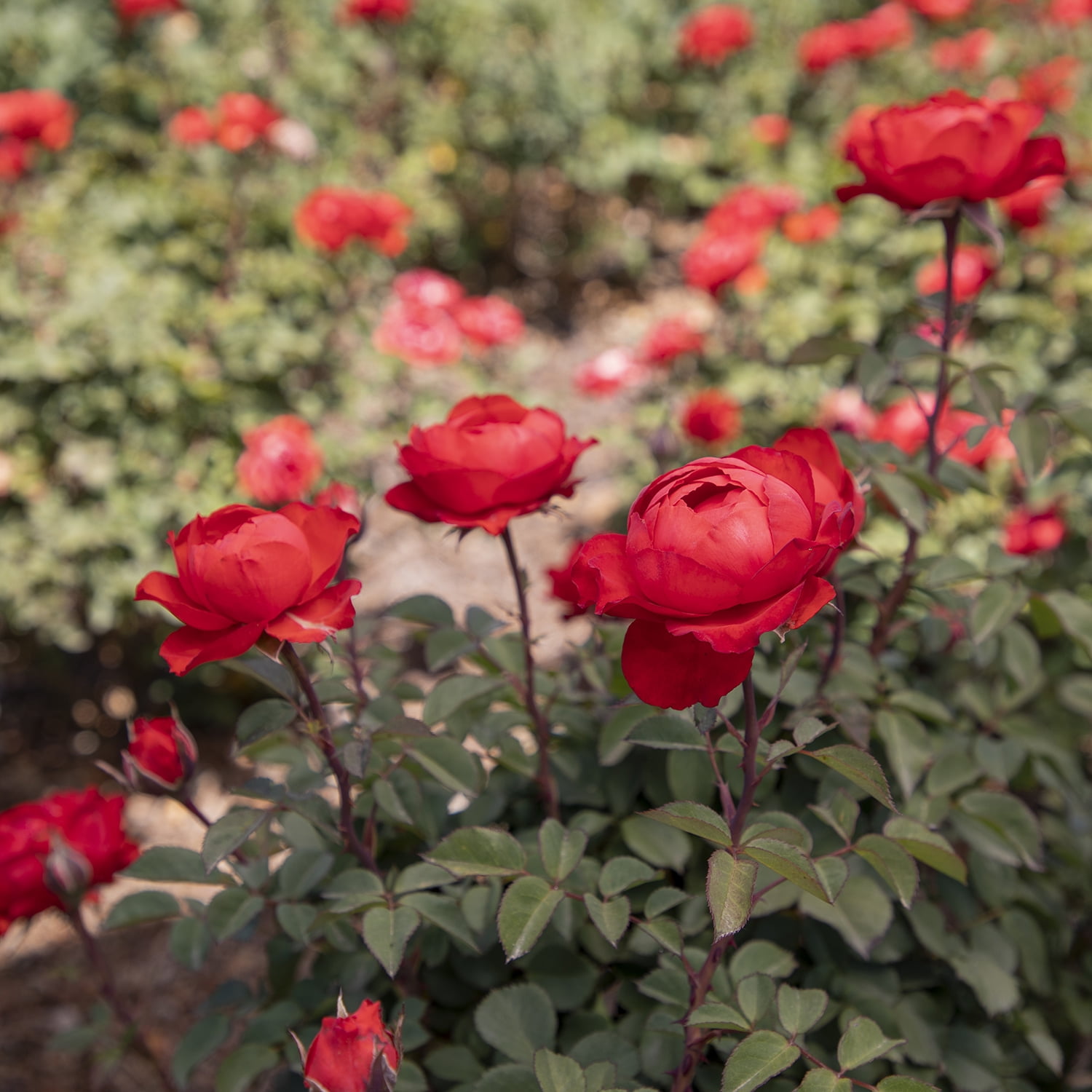 True Bloom by Altman Plants 'True Passion' PP28929 Orange Rose Bush, 8qt. Pot, Live Roses, Full Sun