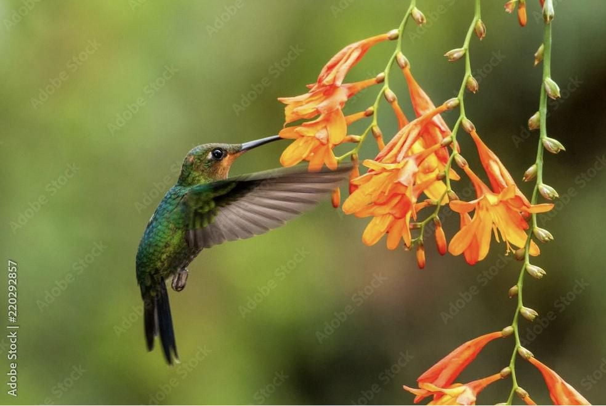 Hummingbird Garden Collection