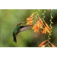thumbnail image 1 of Hummingbird Garden Collection, 1 of 1
