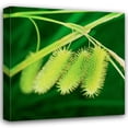 thumbnail image 1 of Bob Stefko 15x15 Gallery Wrapped Canvas Wall Art Titled - Simple Organics III, 1 of 4