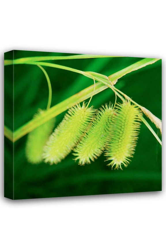 Bob Stefko 15x15 Gallery Wrapped Canvas Wall Art Titled - Simple Organics III