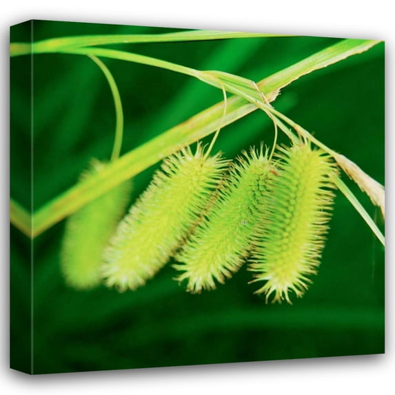 Bob Stefko 15x15 Gallery Wrapped Canvas Wall Art Titled - Simple Organics III