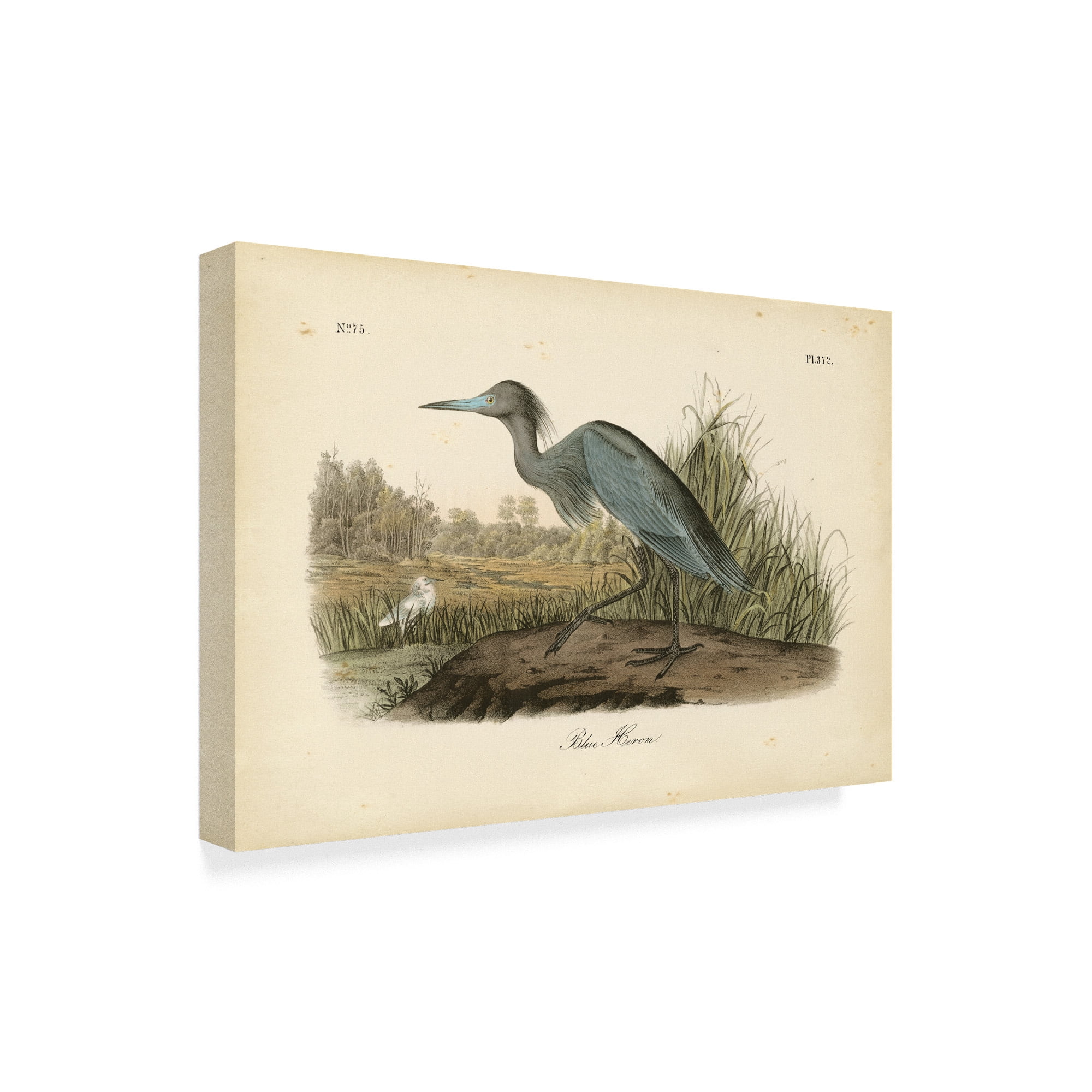 Trademark Fine Art 'Audubons Blue Heron' Canvas Art by John James Audubon