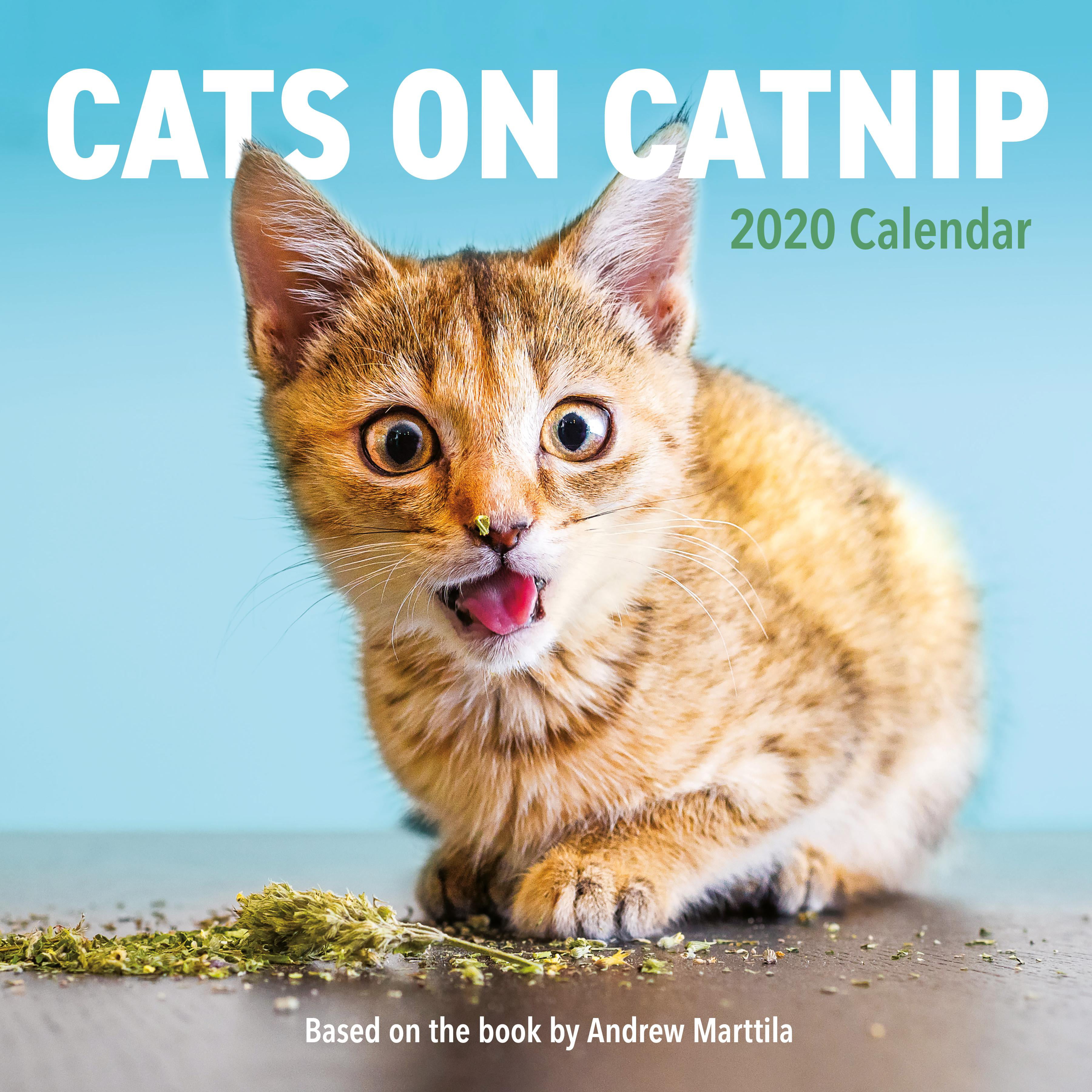 cats-on-catnip-wall-calendar-2020-other-walmart