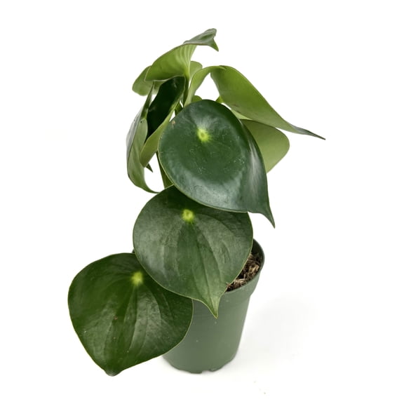 Peperomia Owl Eye Live Plants in 4in Pot, Air Purifying