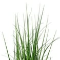 thumbnail image 2 of 36" Green Lemongrass Potted, 2 of 2