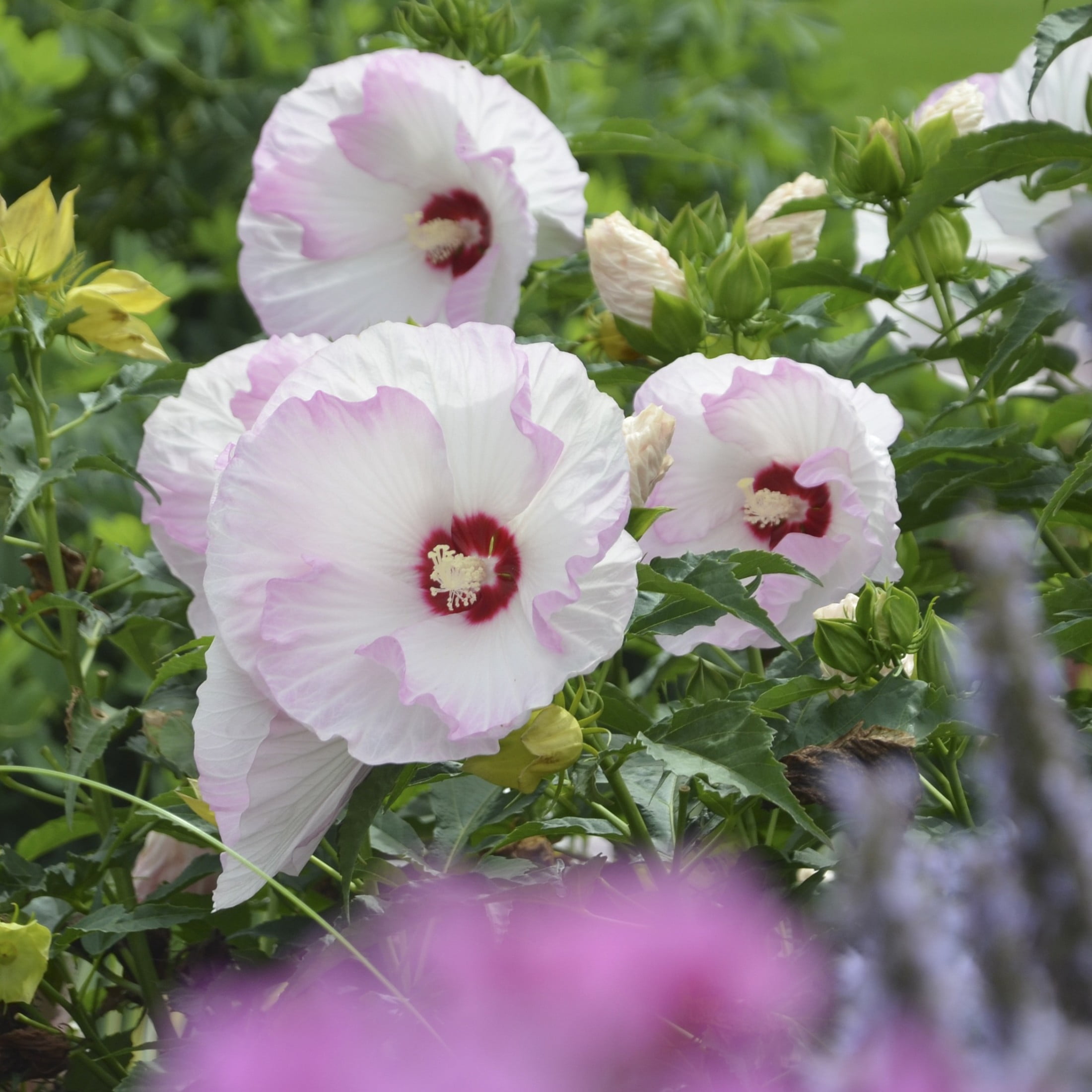Proven Winners 18" White Summerific 'Ballet Slippers' Rose Mallow Live Plant in 8.88" Pot