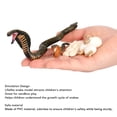 thumbnail image 3 of Snake Life Cycle Model Toys, Stimulate Interest Snake Growth Cycle Model Educational  Sturdy  for Teaching, 3 of 7