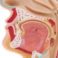 thumbnail image 3 of 1: 1 Cavidad Laringofaríngeo Oral Nasal Kits de Modelo de Estudio Sunnimix Estatua de la cavidad nasal humana, 3 of 8