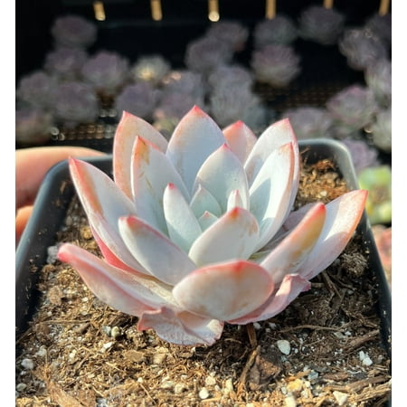1am Succulents - Rare Echeveria White Lotus Succulent, 1 pc
