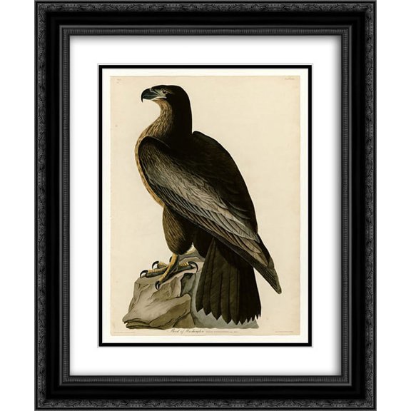 John James Audubon 2x Matted 20x24 Black Ornate Framed Art Print 'Plate 11. Bird of Washington'