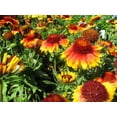 thumbnail image 2 of TomorrowSeeds - Perennial Blanket Flower Seeds - 1200+ Count - For 2025 Planting Gaillardia Aristata, 2 of 10