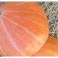 thumbnail image 3 of TomorrowSeeds - Mammoth Gold Pumpkin Seeds - 60+ Count - For 2026 Planting Heirloom Carving, 3 of 9