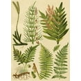 thumbnail image 2 of Vision Studio 19x24 White Modern Wood Framed Museum Art Print Titled - Fern Collection II, 2 of 4
