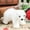 A803 christmas decorations under 5$, variant on Christmas Bear under $5! Cagogo White Bear Christmas Ornament, Plush Polar Bear with Scarf, Christmas Tree Pendant, Festive Home Table Decor, Holiday Gift forKids