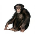 thumbnail image 2 of Young Chimpanzee Wall Decal by Wallmonkeys Peel and Stick Graphic (18 in W x 17 in H) WM6458, 2 of 4