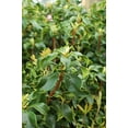 thumbnail image 2 of Raspberry Glow Mountain Laurel, 2 of 3