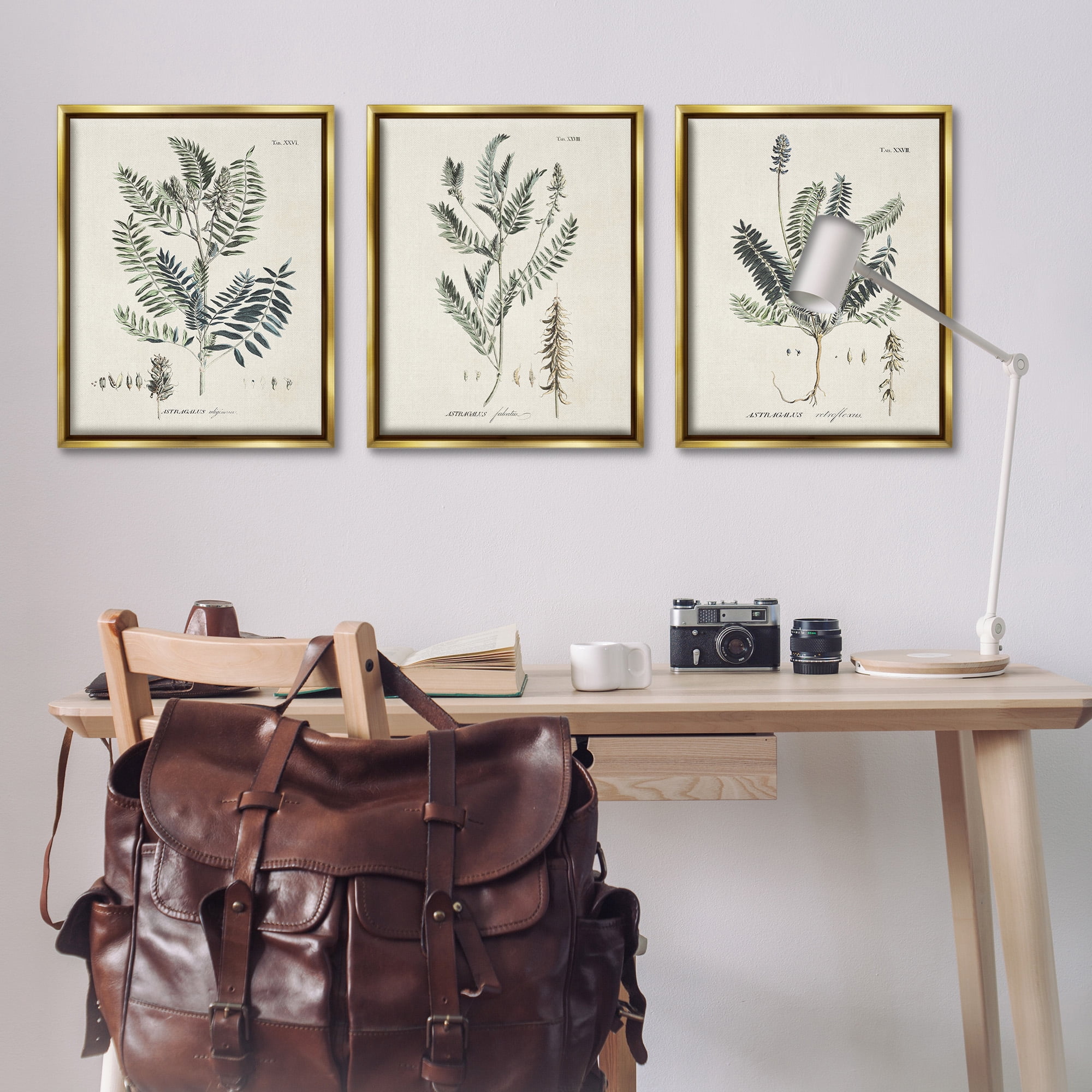 Stupell Industries Green Botanical Latin Study Botanical & Floral Drawing Gold Floater Framed Canvas Art Print Wall Art, 25 x 31, Set of 3