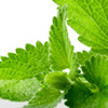 Peppermint