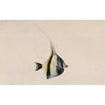 thumbnail image 2 of Zanclus Cornutus, Moorish Idol Poster Print By Mary Evans Natural History Museum (24 X 18), 2 of 4