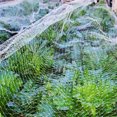 thumbnail image 2 of Malla antipájaros para jardín Protección de malla de 1,5 cm para cuencas de agua, frutas, verduras y plantas, blanco, 1,5 * 20 m TUNC Sencillez, 2 of 3