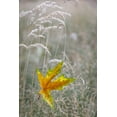 thumbnail image 2 of Jaynes Gallery 17x24 Black Ornate Wood Framed with Double Matting Museum Art Print Titled - USA-Washington State-Seabeck Autumn bigleaf maple leaf caught in grasses, 2 of 4