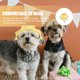 thumbnail image 3 of Sombrero de perros mascota sombreros de béisbol sombreros de cachorros sombreros solar toallas de sombrea para el sol tocado de perros, 3 of 8