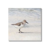 Stupell Industries Sandpiper Bird Stepping Beach Sand Graphic Art Gallery Wrapped Canvas Print Wall Art, Design by Denise Brown