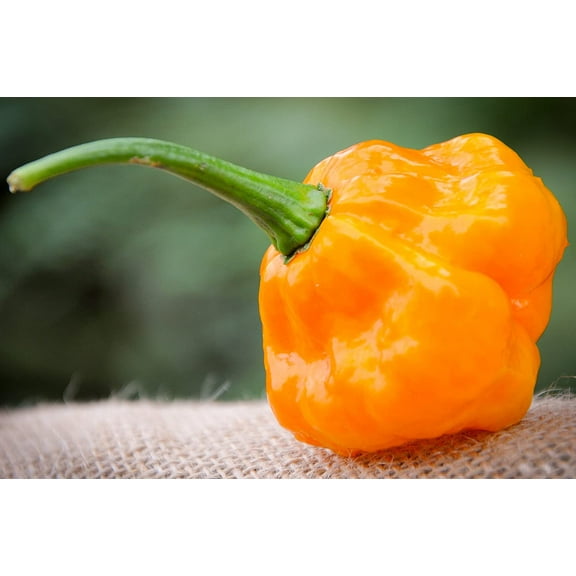 MOA Yellow Scotch Bonnet Hot Pepper Premium Seeds Packet