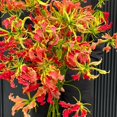 thumbnail image 1 of HJADGG Bulbes de Rothschildiana Gloriosa (Lys de Feu/lys en Flammes) - Vigne Grimpante Exotique Fleur 8 Pcs / 20 Pcs Floraisons Rouges et Jaunes Vibrantes pour Jardin et Contenants (Rouge,8), 1 of 6