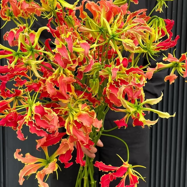 HJADGG Bulbes de Rothschildiana Gloriosa (Lys de Feu/lys en Flammes) - Vigne Grimpante Exotique Fleur 8 Pcs / 20 Pcs Floraisons Rouges et Jaunes Vibrantes pour Jardin et Contenants (Rouge,8)