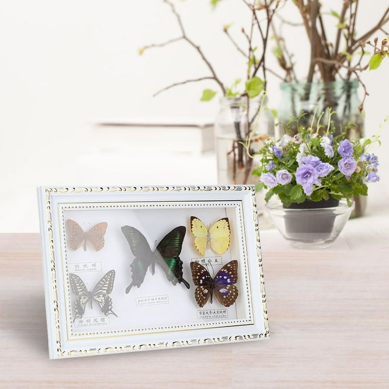 Found these old frames in a charity shop - added a new back and fake  butterflies for some faux taxidermy! : r/upcycling