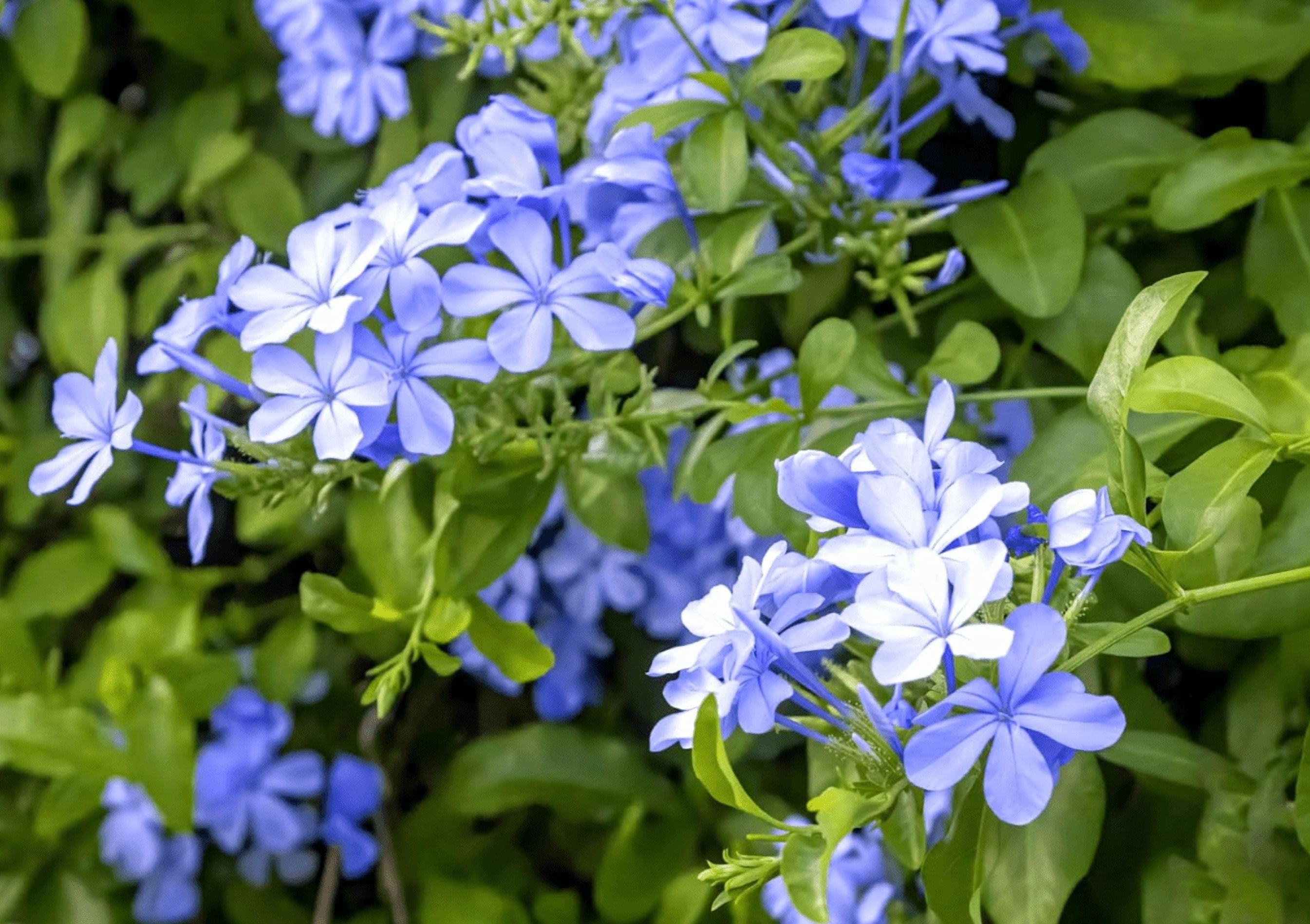 Pack of 2 Imperial Blue Plumbago Auriculata Live Starter Plants, Plumbago Auriculata, Cape Leadwort, Long-Blooming Sky-Blue Flowers, 4 to 6 Inch Tall, No Ship Pot