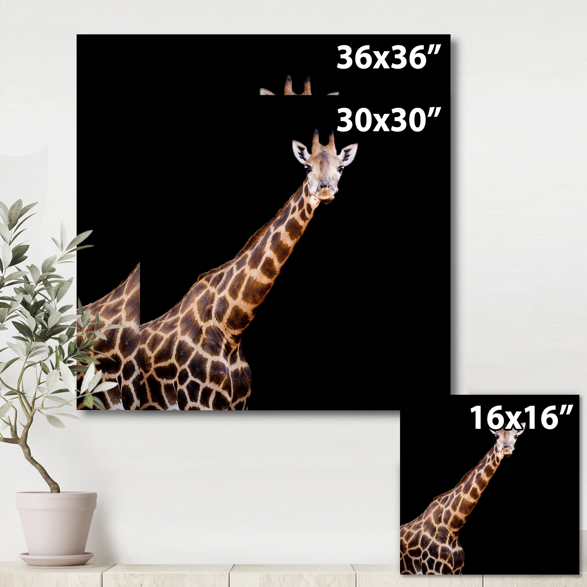 Designart ' Portrait of A Giraffe On Black Background III ' Farmhouse Canvas Wall Art Print