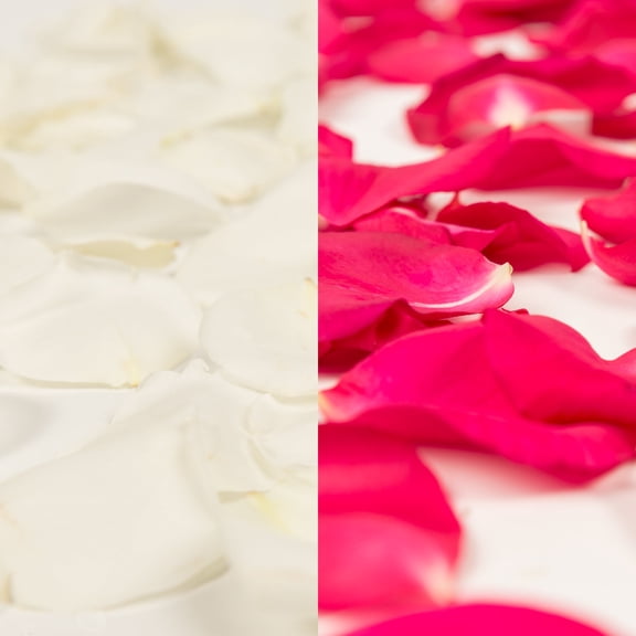 Rose Petals 5 Bags of White and Hot Pink Farm Direct Fresh Cut Flowers Petals by Bloomingmore