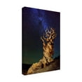 thumbnail image 3 of Trademark Fine Art Tanja Ghirardini Bristlecone Pine Canvas Wall Art - 12x19, 3 of 5