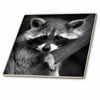 3dRose Baby Raccoon black and white image. - Ceramic Tile, 6-inch