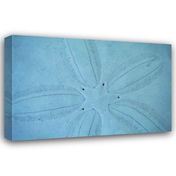 Karyn Millet 24x17 Gallery Wrapped Canvas Wall Art Titled - Sand Dollar I