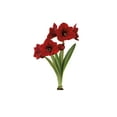thumbnail image 1 of TASC Amaryllis Red Lion Indoor Upscale Fluted, 1 of 1