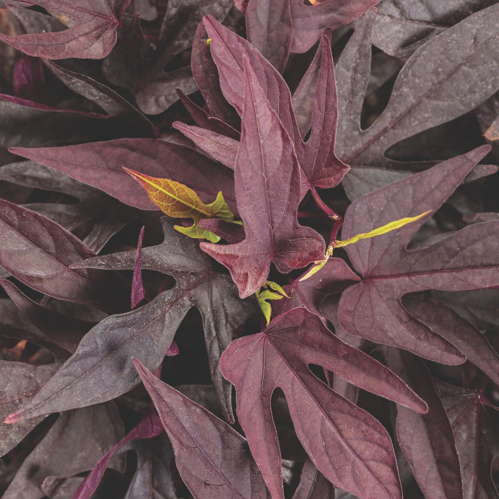 Proven Winners 4" Black Sweet Caroline Upside Black Coffee Ornamental Sweet Potato Vine Live Plant in 4.25" Pot (4 Count)