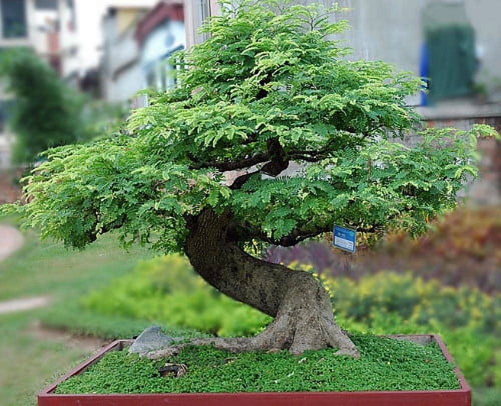 bonsai tree for me Big Bonsai Tree  Abfielder Premium Minecraft Downloads