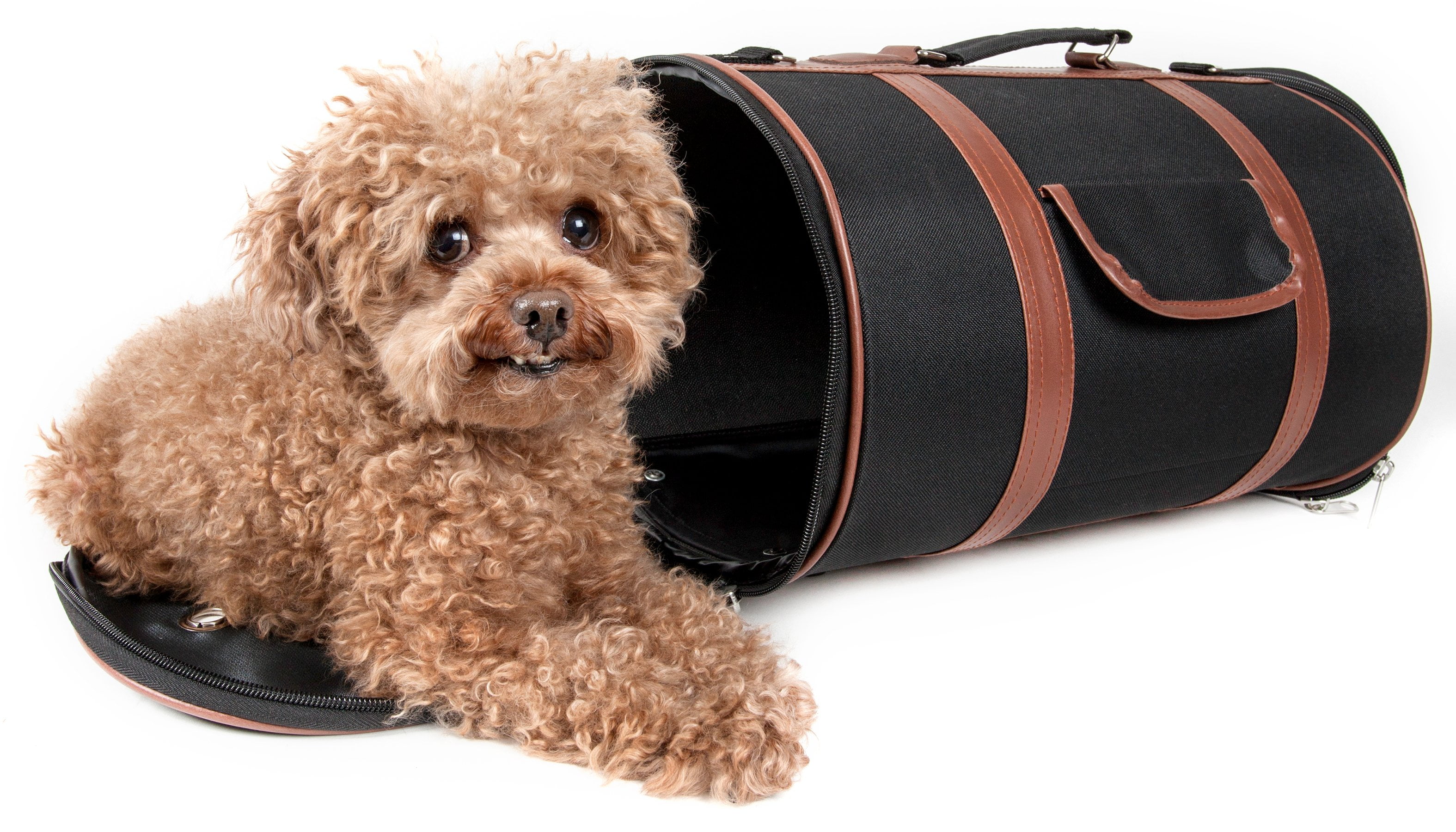 airline approved pet carrier walmart