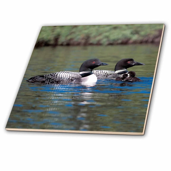 3dRose, Family of Three Loons, 6 Inch Ceramic Tile