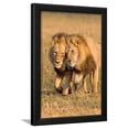 thumbnail image 1 of Bonding Lions, Animals Framed Art Print Wall Art by Howard Ruby Sold by Art.Com, 1 of 5