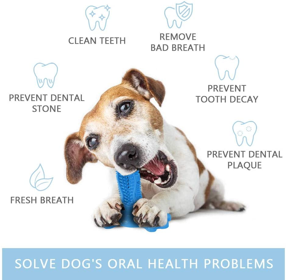 can toothpaste hurt dogs