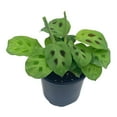 thumbnail image 6 of BubbleBlooms Maranta Green, Kerchoveana Leuconeura, Green Prayer Plant, 4 inch Pot, 6 of 9