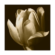 Trademark Fine Art 'Sepia Tulip II' Canvas Art by Renée W. Stramel