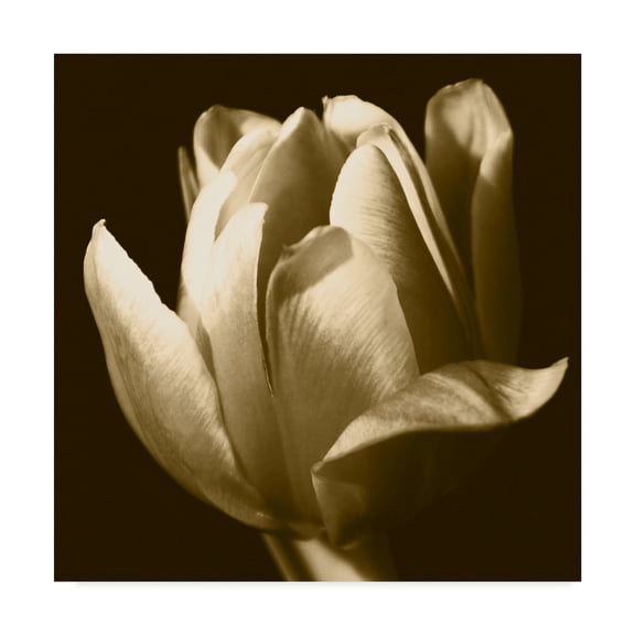 Trademark Fine Art 'Sepia Tulip II' Canvas Art by Renée W. Stramel
