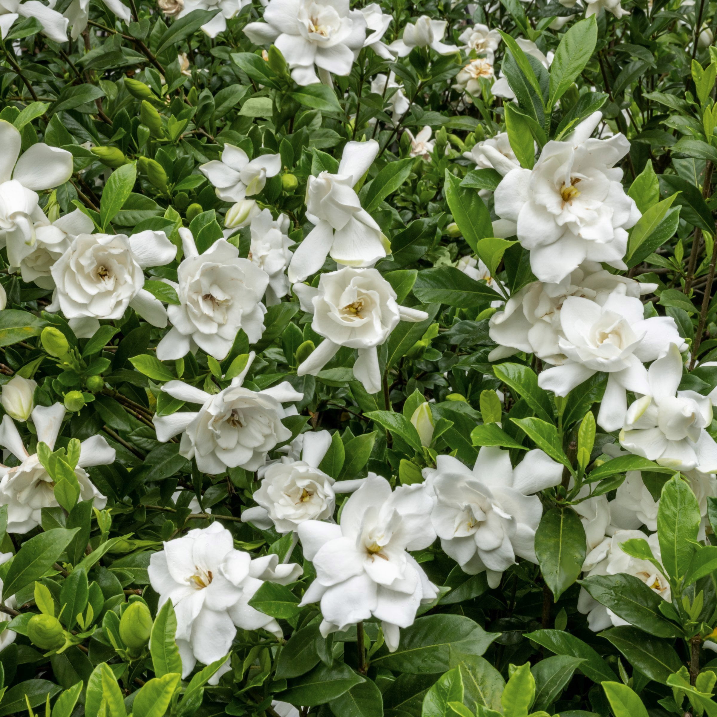 National Plant Network 3 gal. Gardenia Stairway To Heaven Live Shrub